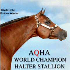 Rockin' M, Inc. - World Class Quality American Paint Horse Association, American Quarter Horse Association Halter and Performance Horses